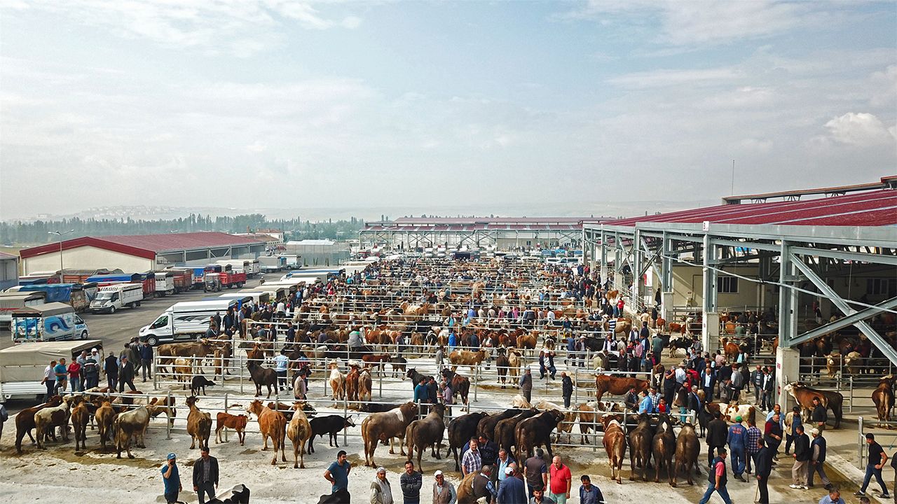 Türkiye'de şap alarmı! Hayvan pazarları kapatıldı