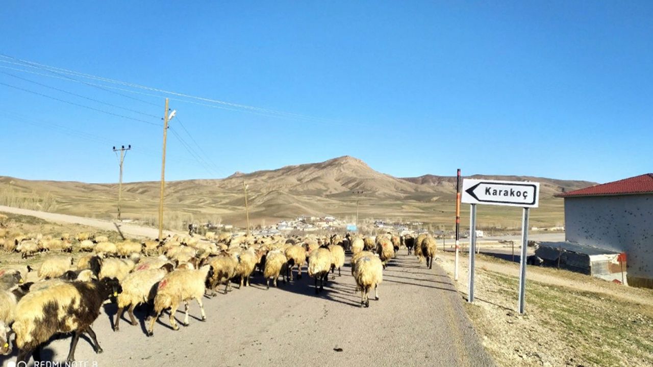 Van'da besiciler 30 bin liraya çoban bulamıyor