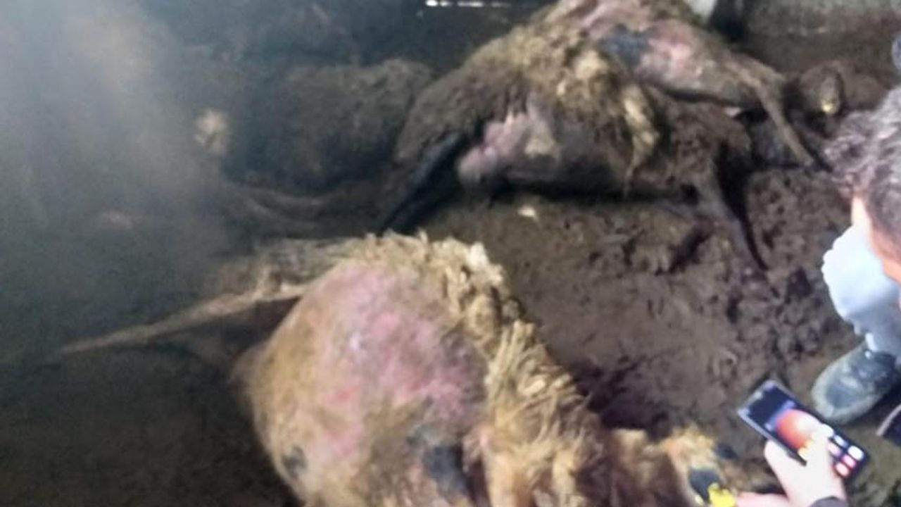 Van'da sürüye kurt dadandı: 35 koyun telef oldu
