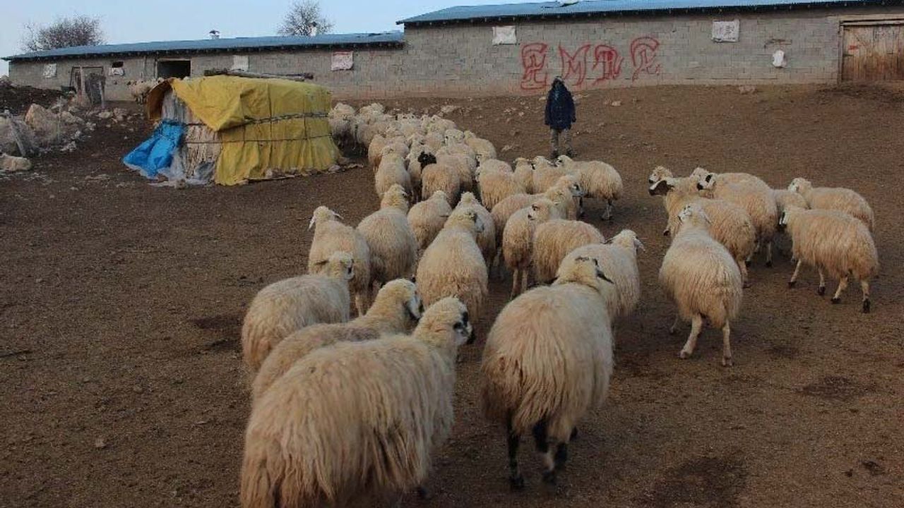 10 bin çiftçiye 1 milyon koyun verilecek