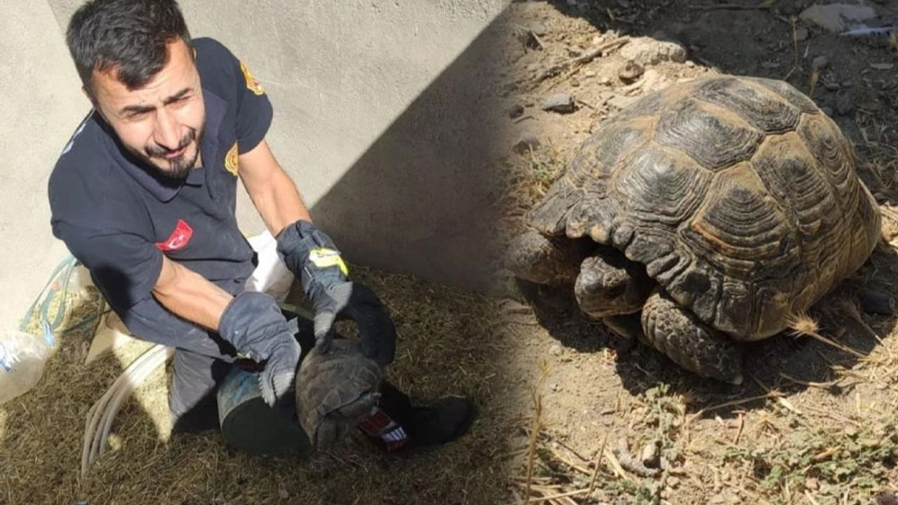 Van'daki bir kuyuda mahsur kalan kaplumbağalar kurtarıldı