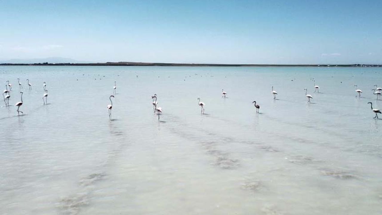 Arin Gölü renkli misafirlerini ağırlıyor