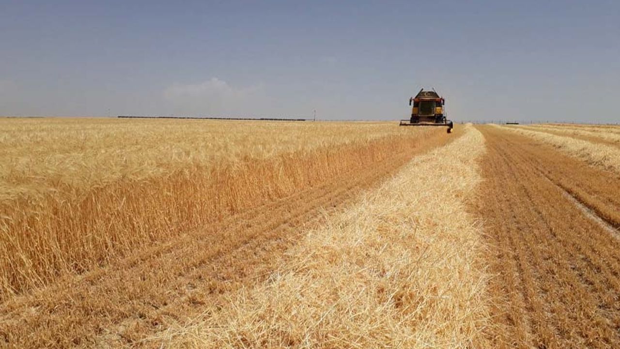 Vanlı çiftçilerin dikkatine! Yüzde 75 hibe destekli buğday-arpa tohumu dağıtılacak