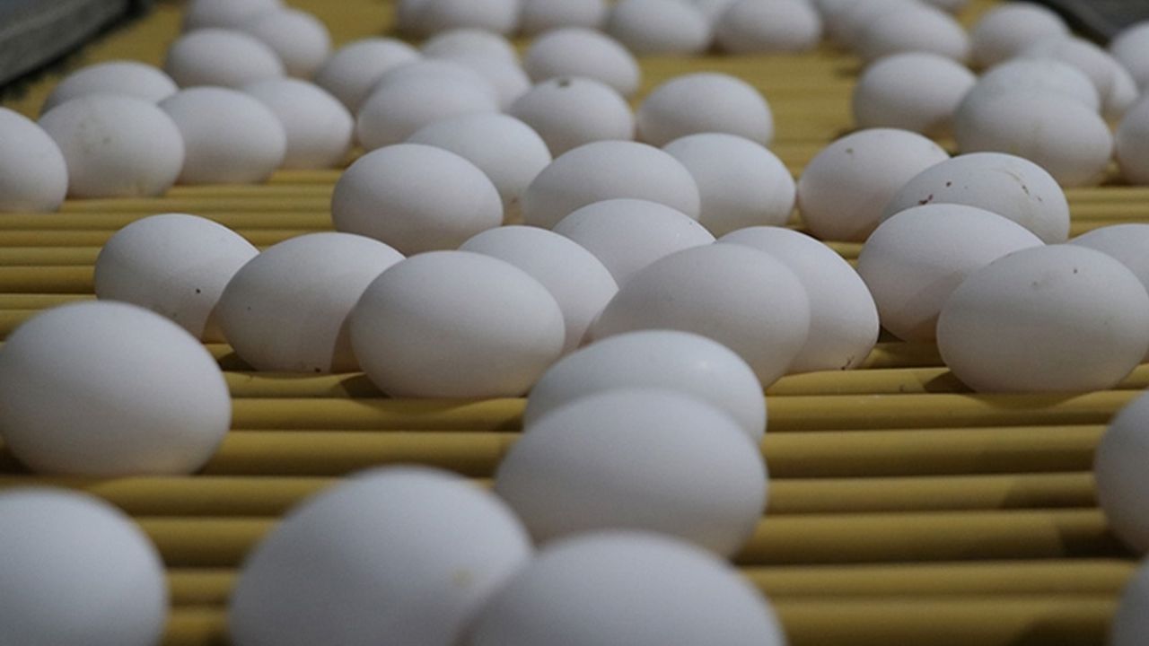 Yumurta sektörüne 2 ayrı soruşturmada 98 milyon lira ceza