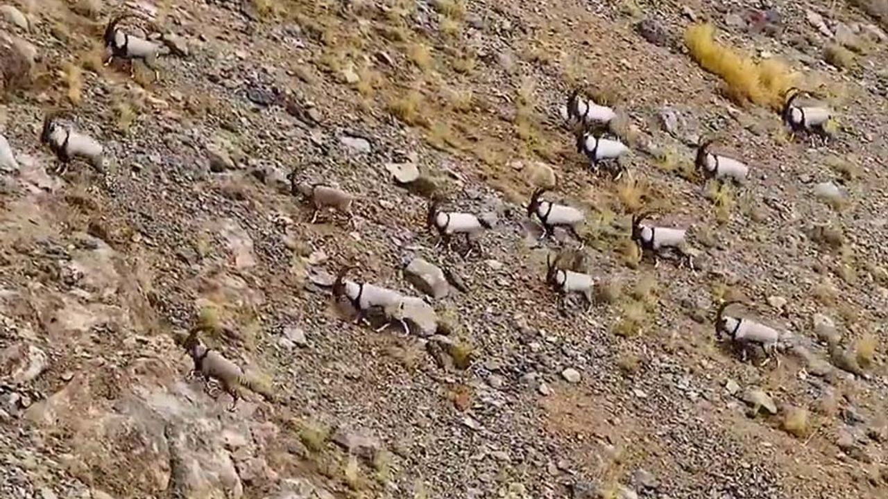 Van’da yaban keçileri dron ile görüntülendi