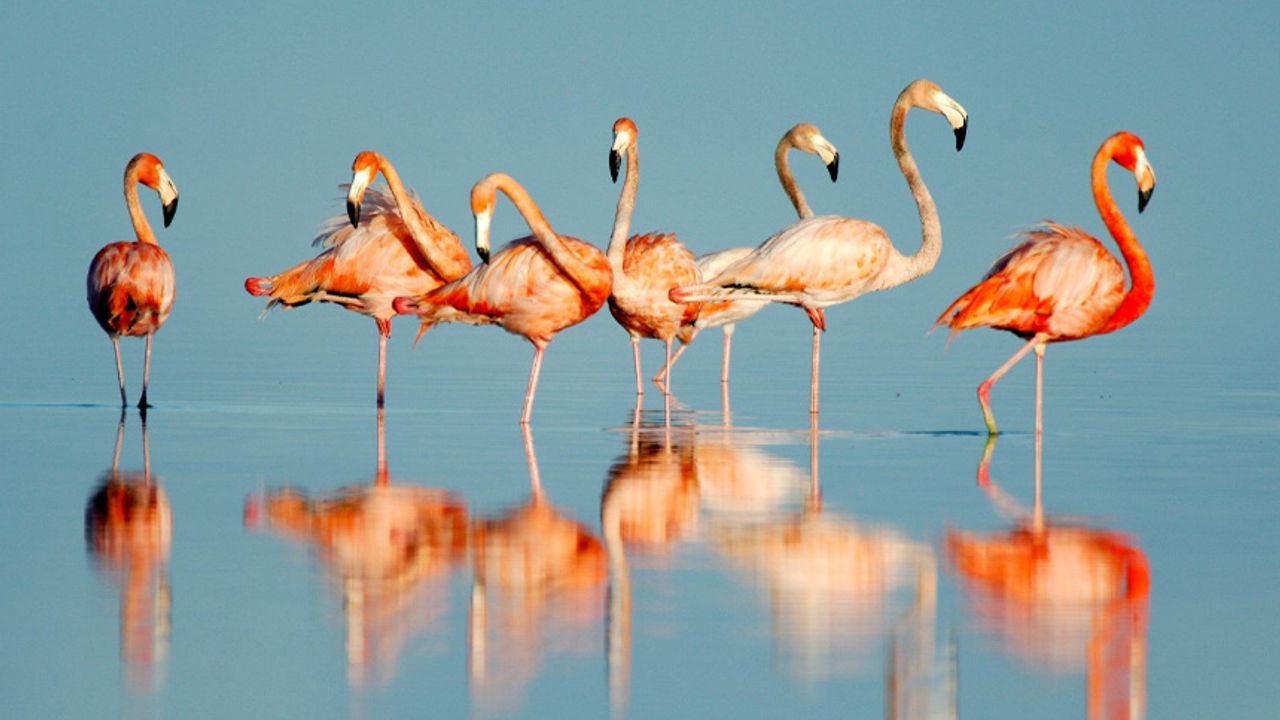 Van Gölü'nün göçmen misafirleri flamingolar Van'ı çok sevdi