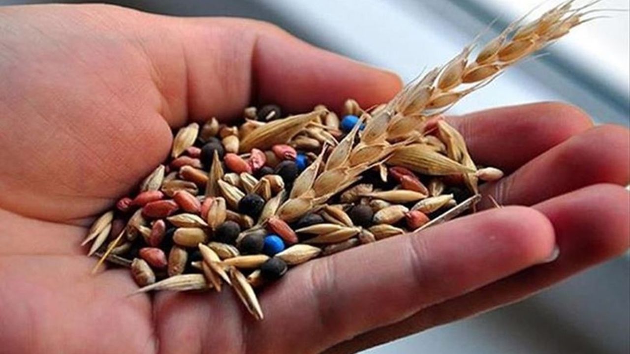 Geliştirilen yeni tohumlar hububatta verimliliği artırdı