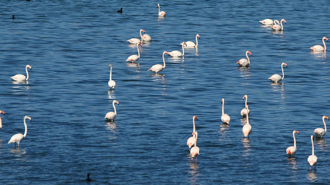 Van Gölü Havzası'ndaki bazı kuş türleri henüz göç etmedi
