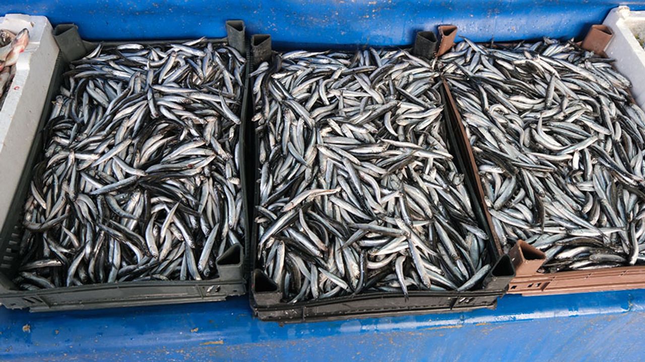 Van’da balık fiyatları belli oldu: Hamsinin fiyatı düştü!