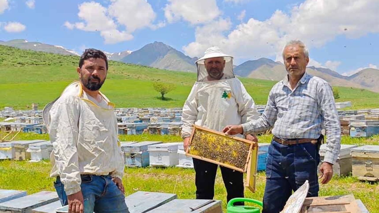 Bodrumlu arıcı, 5 yıldır Yüksekova'da bal hasadı yapıyor