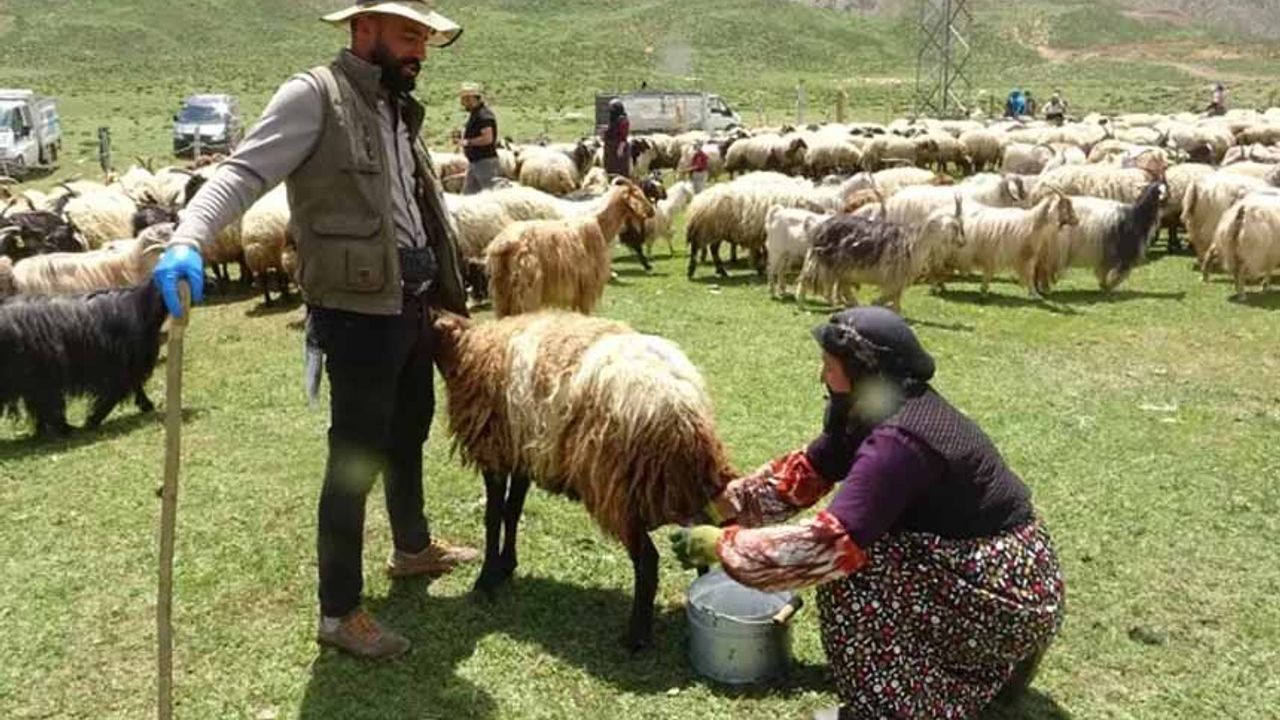 Yüksekova'da berivanların yayla mesaisi başladı
