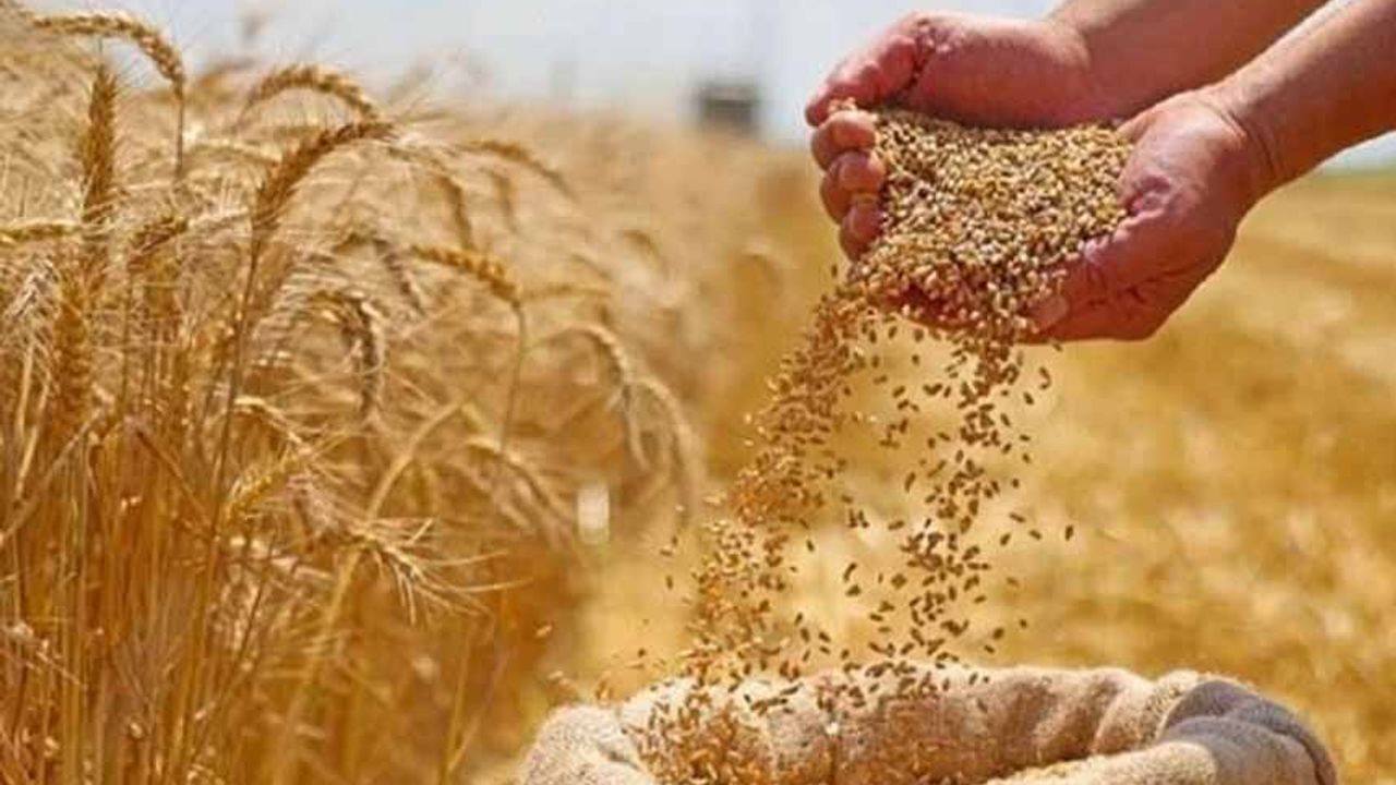 Hububat alım ve satış fiyatları belli oldu