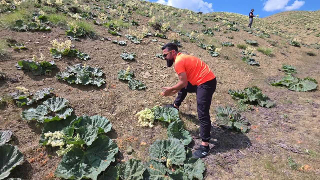Şifa deposu uçkun vatandaşların gözdesi oldu