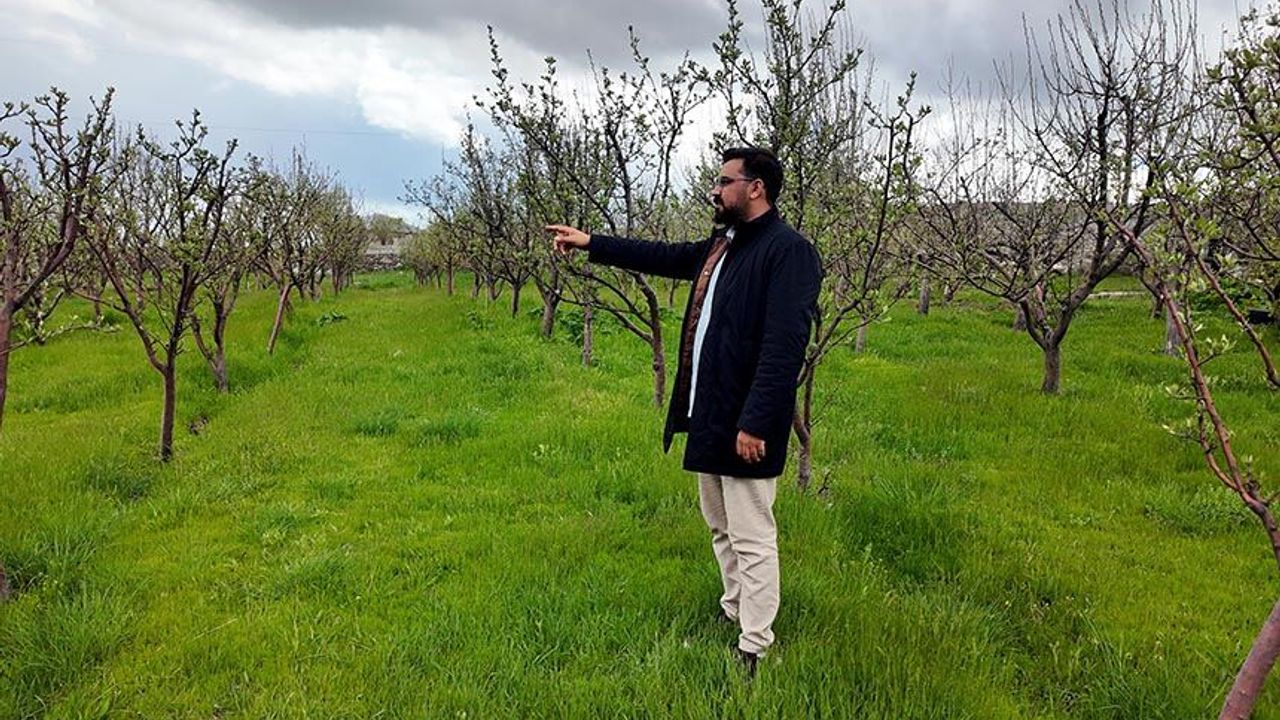 Vanlı hekim memleketine 2 bin ceviz fidanı dikti
