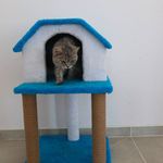 Van’da sahipsiz kediler için ‘Kedi Evi’ açıldı