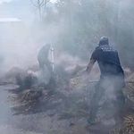 Hakkari'de saman balyaları alevlere teslim oldu