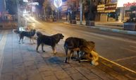 Başıboş köpekler Cumhuriyet Caddesini Esir Alıyor