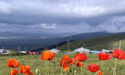 Ardahan'da yaylalar, çiçeklerle renklendi