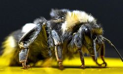 Bombus arıları Van'da da yetiştirilmeye başlandı