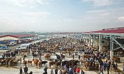 Türkiye'de şap alarmı! Hayvan pazarları kapatıldı