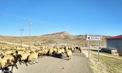 Van'da besiciler 30 bin liraya çoban bulamıyor