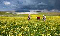 Van'da doğa bahar yağmurlarıyla renklendi