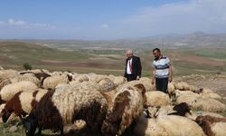 Van'da besicilere 3 yılda 125 bin koyun dağıtıldı