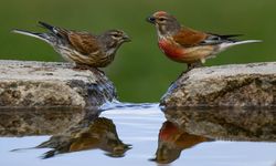 Van Gölü Havzası'ndaki kuraklık göçmen kuşların yaşam alanlarını daraltıyor