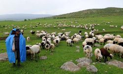 Van’da 131 bin koyun dağıtıldı