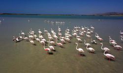 Arin Gölü’nün renkli misafirleri