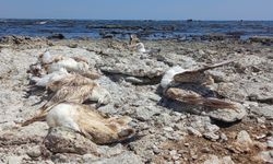 Van Gölün’de  toplu martı ölümleri