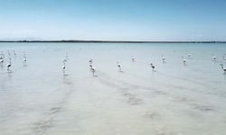 Arin Gölü renkli misafirlerini ağırlıyor
