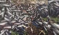 Van’daki tesiste binlerce balık telef oldu