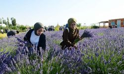 Van YYÜ’de hasat bayramı…