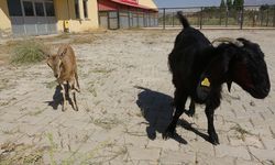 Yavru yaban keçisi süt annesinden ayrılıyor