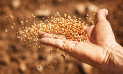 Vanlı çiftçiler dikkat! Tohum desteği için başvurular sona eriyor