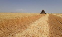 Vanlı çiftçilerin dikkatine! Yüzde 75 hibe destekli buğday-arpa tohumu dağıtılacak