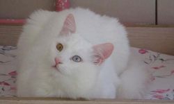 Kazakistanlı psikolog Van kedilerini gözlemledi