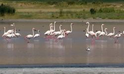 Erçek Gölü flamingoların gözde mekanı haline geldi