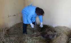 Silahla yaralanan ayı Van'da tedavi altına alındı