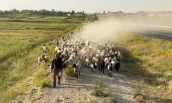 Van'da besicilere 141 bin koyun dağıtıldı! Hedef 1 milyon koyun...