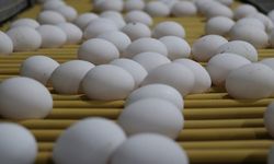 Yumurta sektörüne 2 ayrı soruşturmada 98 milyon lira ceza