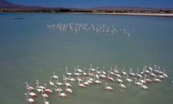 Aktivistler Arin Gölü için yürüyecek