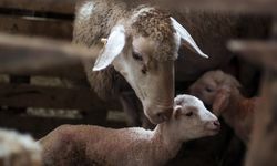 Çoban istihdam desteğinde rekor artış