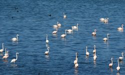 Van Gölü Havzası'ndaki bazı kuş türleri henüz göç etmedi