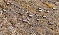 Van’da yaban keçileri dron ile görüntülendi
