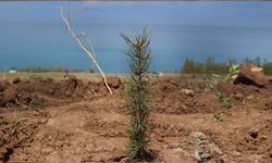 Van'da da ağaçlandırma çalışmaları başlatıldı! Milyonlarca fidan "geleceğe nefes" olacak