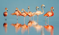 Van Gölü'nün göçmen misafirleri flamingolar Van'ı çok sevdi