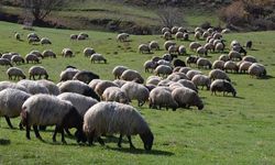 Tarım ve Orman Bakanlığı'ndan 400 milyon liralık çoban desteği