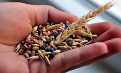 Geliştirilen yeni tohumlar hububatta verimliliği artırdı